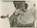 Image of white wolf tied to back of sledge